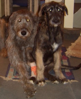 Ey was guckst Du? Hast Du noch nie 2 gef�hrliche Wolfshunde gesehen???