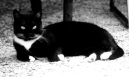 Ich war gerne mit Herrchen im Garten