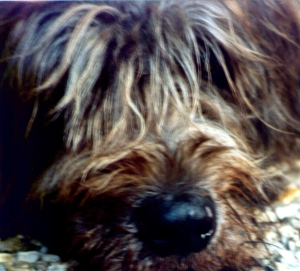 Irish wolfshound: viel Fell und dicke Nase....