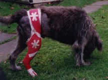 Ich bin der Hund vom Nikolaus