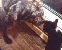 Irischer Wolfshund mit Raubkatze