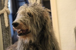 Sandy - sie wurde 8 Jahre alt