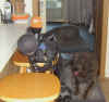 Wachhunde bei der Arbeit